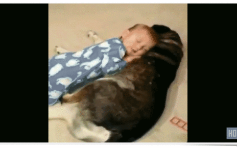 puppy Pillow