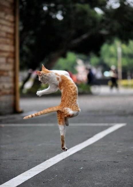 Dancing cat