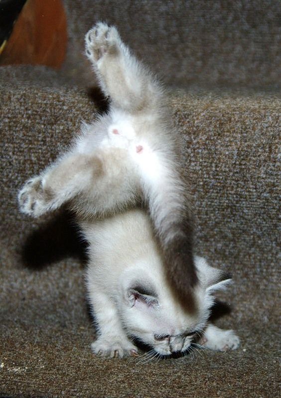 Cat Gymnast