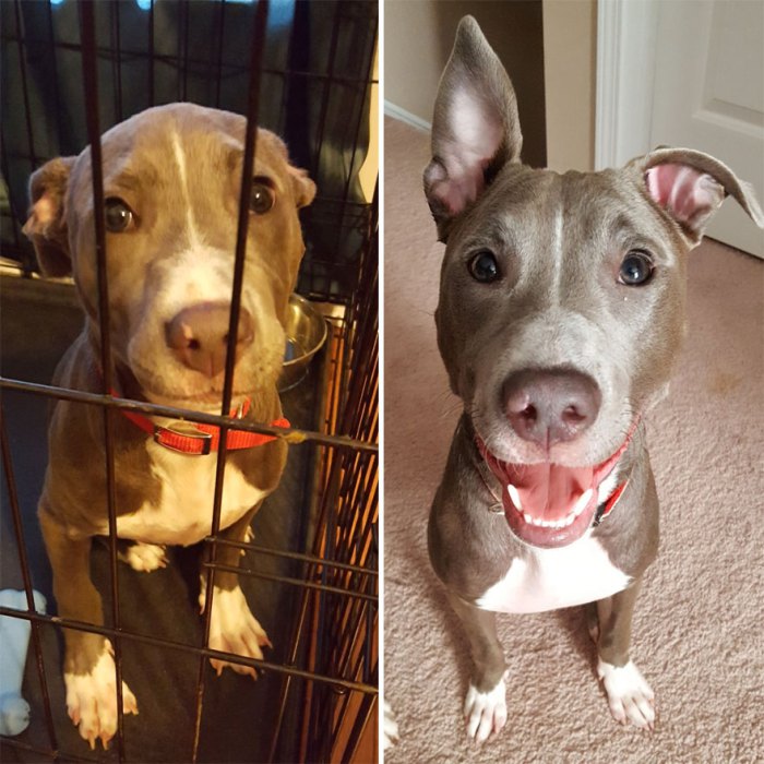 before and after picture of dog