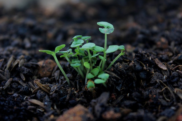 Plant sprouting from the soil