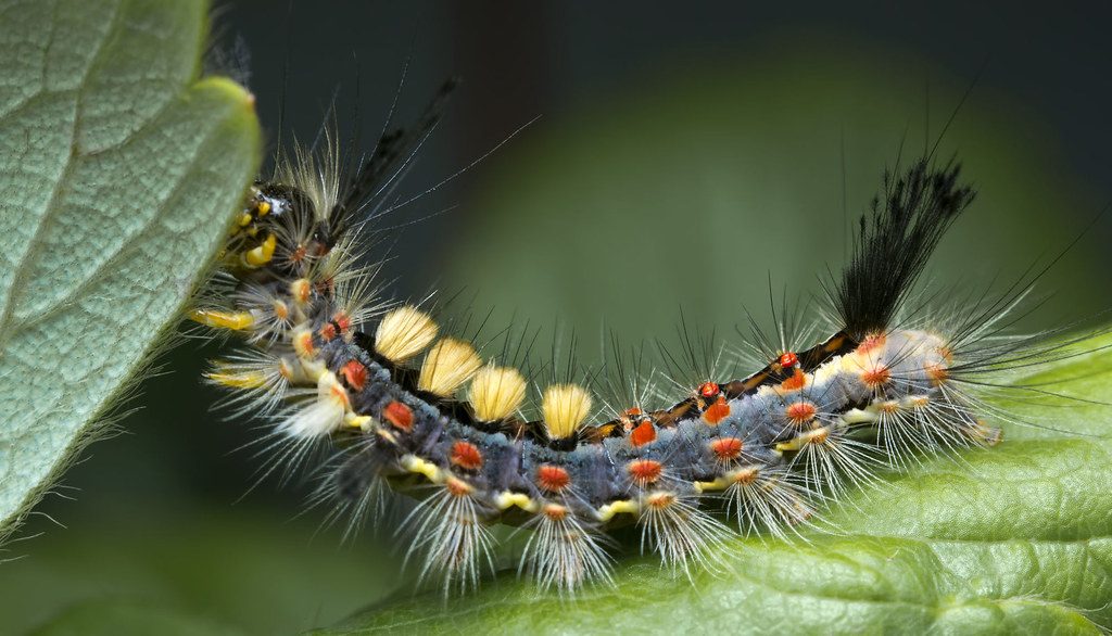 Vapourer Moth Caterpillar with Hair tufts