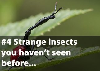 Strange and unique insects