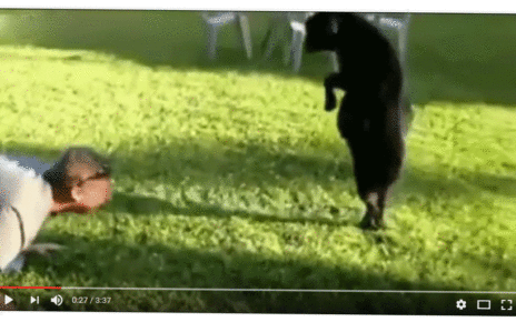 Adorably Funny Animals At Play. Funny animal videos