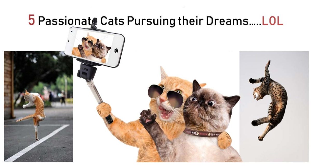 5 Passionate Cats Pursuing their Dreams…..LOL