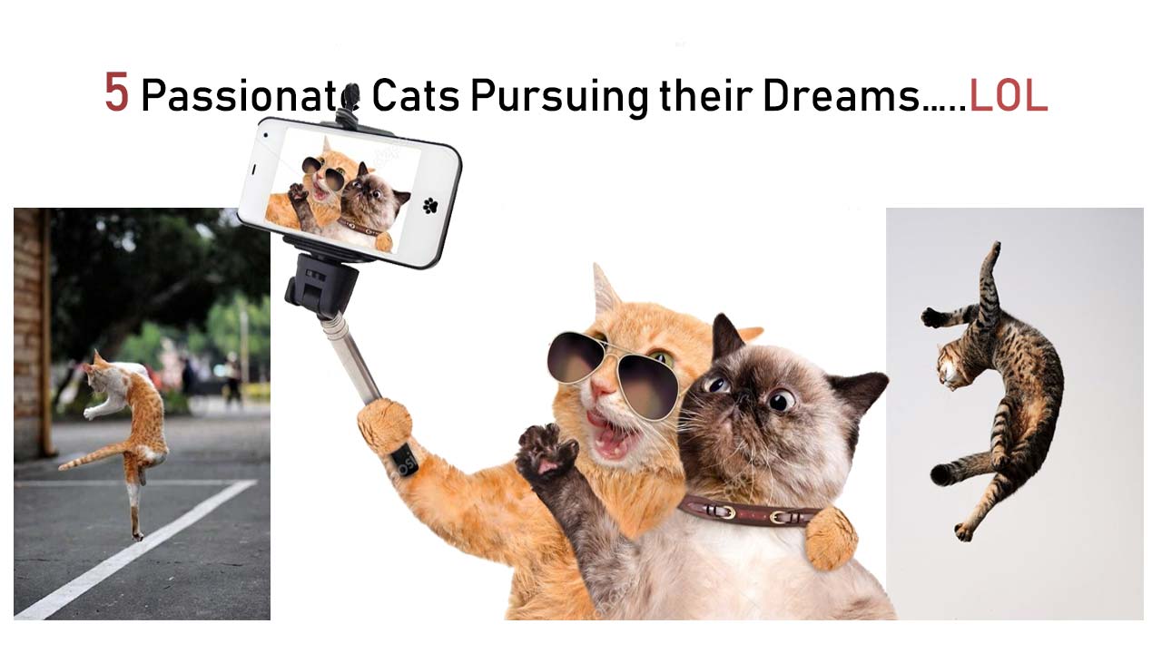 5 Passionate Cats Pursuing their Dreams…..LOL