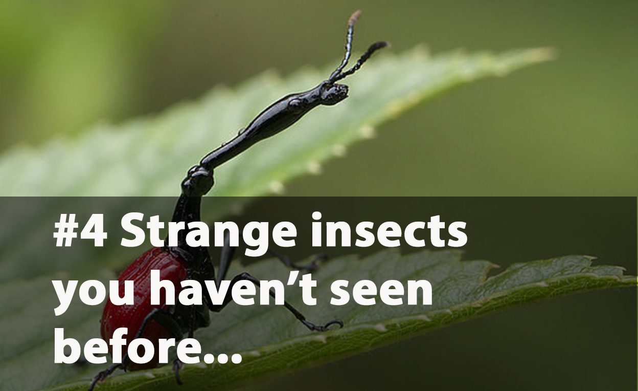 Strange and unique insects
