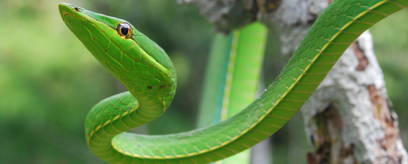 Green Vine Snake - closeup - Amaxiom