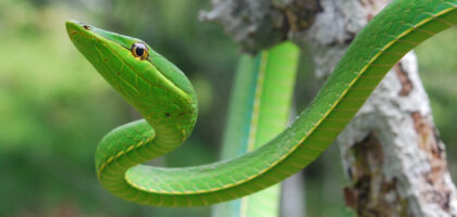 Green Vine Snake - closeup - Amaxiom